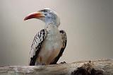 Red-billed Hornbill_06149